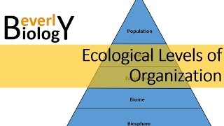 Ecological Levels of Organization [upl. by Acimaj]