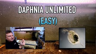 How I Raise Daphnia Water Fleas And You Can Too [upl. by Joash]