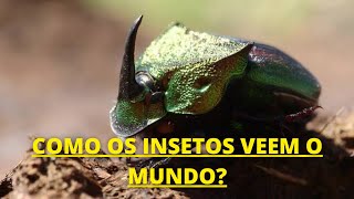 o INCRÍVEL MUNDO dos INSETOS  Documentário dublado HD [upl. by Yelkcub]