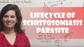 Lifecycle of Schistosomiasis Parasite [upl. by Hasila]