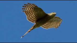 Sparrowhawk Bird Call Bird Song [upl. by Kain]