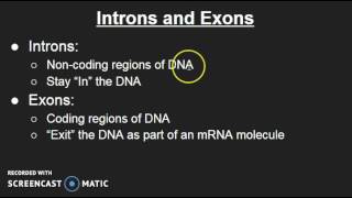 Introns and Exons [upl. by Rramaj]