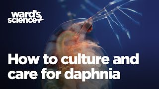 Caring and Culturing for Daphnia [upl. by Gish]