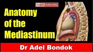 Mediastinum Dr Adel Bondok [upl. by Aprile66]