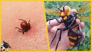 Los 10 Insectos más Peligrosos del Mundo [upl. by Oidgime]