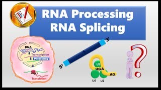 RNA splicing and Spliceosome [upl. by Radnaskela]