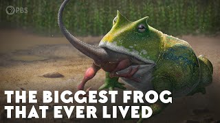 The Biggest Frog that Ever Lived [upl. by Mae739]