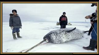 Narwals History Narwhal facts [upl. by Goodard]