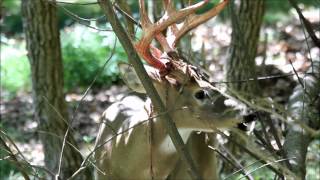 Whitetail Buck Shedding Antler Velvet [upl. by Pack617]