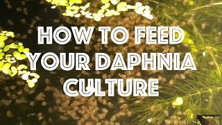 How To Feed Your Daphnia Culture [upl. by Yrogerg]