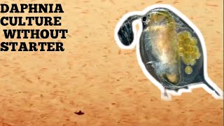 HOW TO CULTURE DAPHNIA NATURALLY WITHOUT A STARTER [upl. by Emirac363]