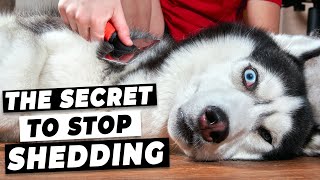 How To Stop Dog Shedding Easy Tricks from A Vet [upl. by Aivirt]