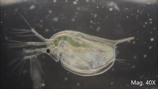 Daphnia magna under the Microscope [upl. by Strickland]