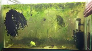 Scuds Daphnia Cherry Shrimp Copepods My aquatic food culture [upl. by Anselmo]