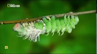 Insectos increíbles Documental Nat Geo [upl. by Esyak]