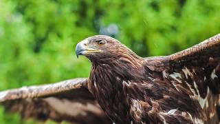 El Águila Real [upl. by Seka]