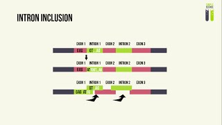 Genetic Mutations  Part 2  Splice Site Mutations [upl. by Nus]