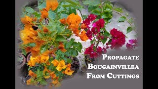 How to propagate bougainvillea from cuttings [upl. by Cowen]