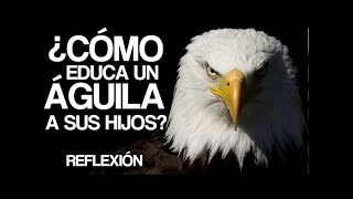 Historias para Reflexionar  El consejo del Aguila [upl. by Irehj]