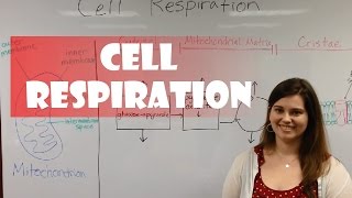 Aerobic Respiration [upl. by Shepherd]