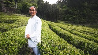 Chinese Green Tea How its made with Master Gu [upl. by Amick]