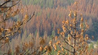 Understanding Forest Ecology Fire Water and Bark Beetles [upl. by Giefer871]