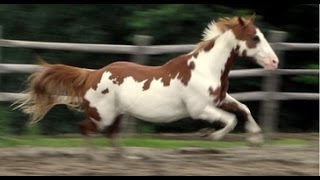 Americas First Horse Hidalgo and the Spanish Mustang [upl. by Symer]