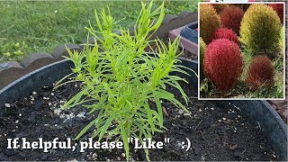 Kochia Scoparia Trichophylla  Burning Bush Plant [upl. by Annaeel973]