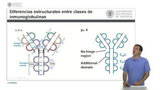 Clases de Anticuerpos  425  UPV [upl. by Nylesor]