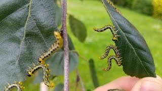 What is a Sawfly [upl. by Ahcrop739]