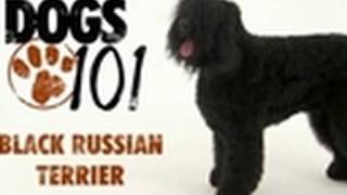 Dogs 101  Black Russian Terrier [upl. by Eissak]