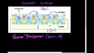 Unveiling GLUT 4 The Key to Glucose Metabolism [upl. by Araic]