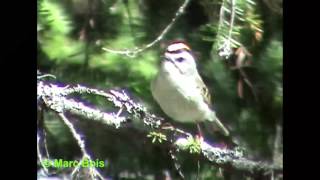 Roitelet à couronne dorée 2Goldencrowned Kinglet [upl. by Nole]