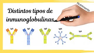 Distintos TIPOS de ANTICUERPOS o INMUNOGLOBULINAS [upl. by Ahpla]