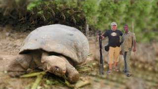 BIGGEST TORTOISE IN THE WORLD [upl. by Mac]