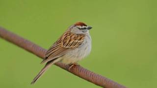 Chipping Sparrow Trilling [upl. by Silvano]