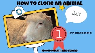 How to cloneHow Dolly the sheep was cloned [upl. by Sloan699]