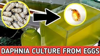 HOW TO HATCH DAPHNIA EGGS  HOW TO CULTURE DAPHNIA [upl. by Oniram]