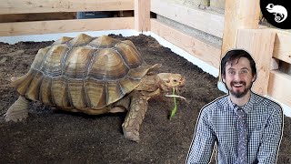 Big Daddy The Sulcata Tortoise Gets A HUGE Enclosure Upgrade [upl. by Ecarg186]