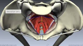 Pelvic Floor Part 1  The Pelvic Diaphragm  3D Anatomy Tutorial [upl. by Montgomery119]