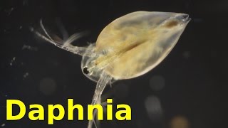 Daphnia [upl. by Bar]