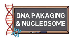 DNA Packaging amp Nucleosome  Chromosome Formation  Pocket Bio [upl. by Ueik]