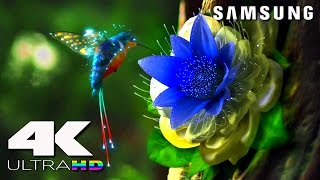 4K ULtra HD  SAMSUNG UHD Demo׃ LED TV [upl. by Amado852]