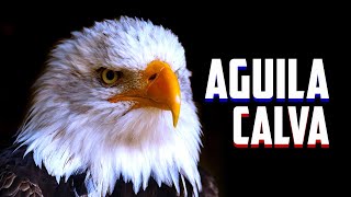 ÁGUILA CALVA o AMERICANA  Características y Curiosidades  Mini Documental [upl. by Gnut666]