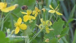 Chelidonium majus [upl. by Allemat]