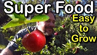 Try Growing Barbados Cherry for Hot Climates low chill Howto Superfood [upl. by Nawuq22]