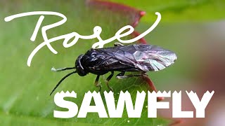 Rose Sawfly [upl. by Zeret]