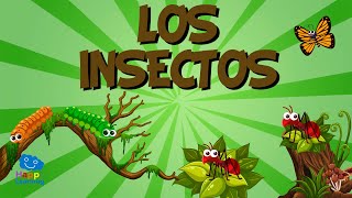 LOS INSECTOS 🐞🦗 Vídeos Educativos para Niños [upl. by Rosmarin]