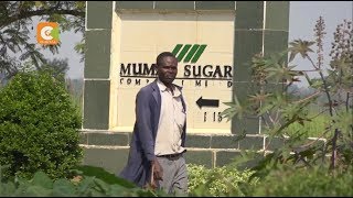 SPECIAL REPORT  Who killed Mumias Sugar [upl. by Dnaltroc]