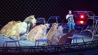 Ringling Brothers Big Cats Tigers and Lions show [upl. by Enomad]